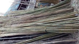 چوب نی انبان