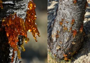 رزین گیاهی(صمغ درخت)